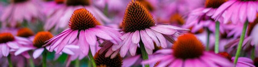 Picture of Purple Coneflowers