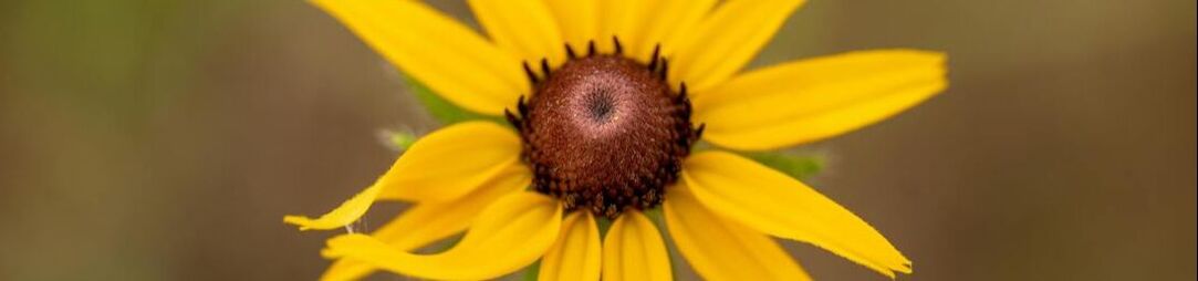 Black-eyed Susan Flower